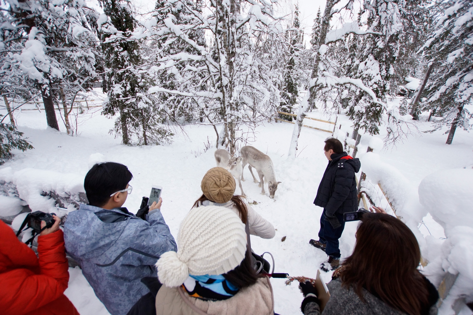 Reindeer feeding in Tankavaara Gold Village I Porojen ruokintaa Tankavaarassa